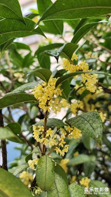 桂花