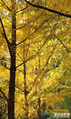 【天光凈影】金秋樹影