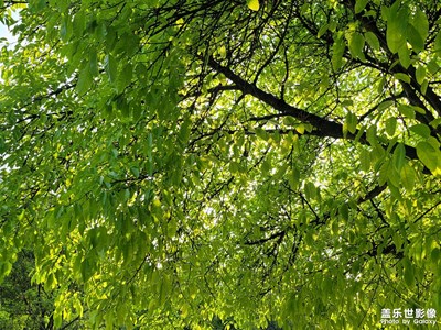 【天光凈影】+陽(yáng)光明媚