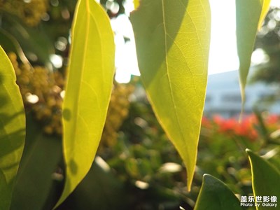 【生活隨拍】+花花草草