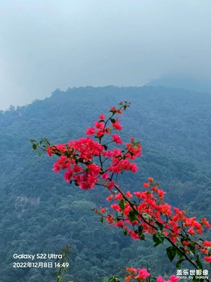 薄雨輕紗，霧里看花。