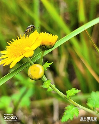 野菊花開了！