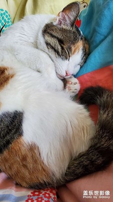 【難忘2022】+貓貓