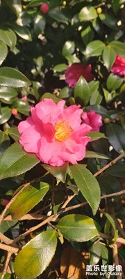 用來當(dāng)壁紙之后家里的長輩都說有品位