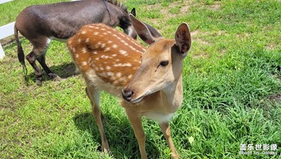 【難忘2022】+可愛的動物