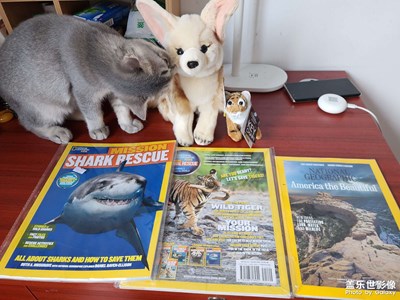 【難忘2022】可愛(ài)的小貓咪陪伴