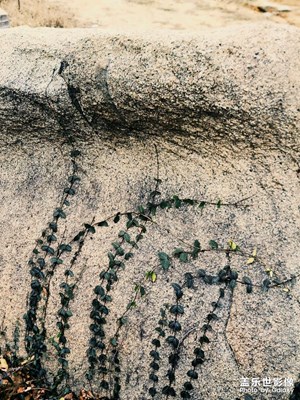 【光影記憶】+石