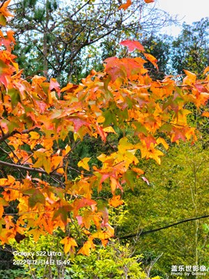     小楓一夜偷天酒