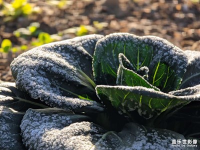 【霜凍】冬日的早晨