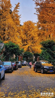 小區(qū)里的銀杏樹(shù)，冬天成了一道靚麗的風(fēng)景