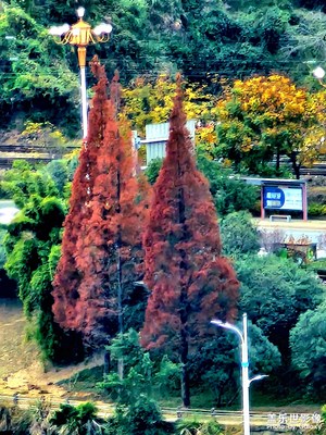 題杉紅 /贈抗疫勇士