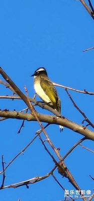 子在巢中望母歸