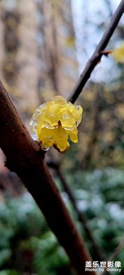 結(jié)冰的梅花