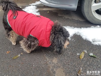 【新年快樂】+喜慶過大年