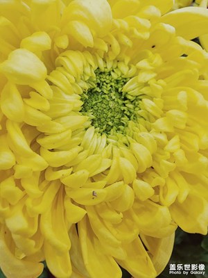 【新年快樂】生機綻放