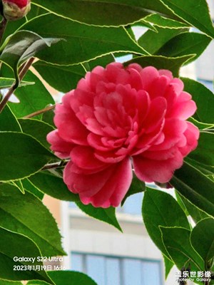 小區(qū)茶花競芳菲