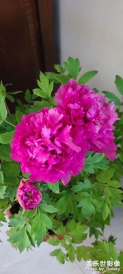 喜迎新春！花開富貴！