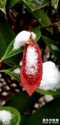 紅葉白雪迎新年