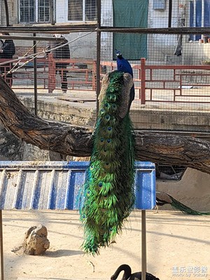 【過大年】＋動物園一日游