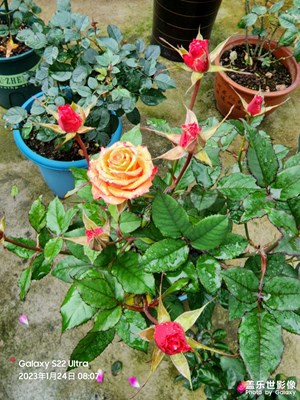 有時三點兩點雨，到處十枝五枝花。
           