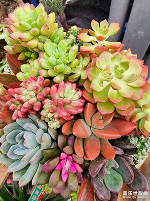 【新年快樂(lè)】花市