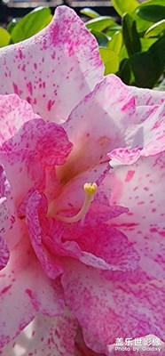 陽(yáng)光映照下的花瓣