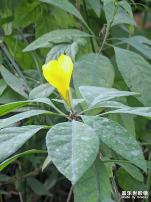 【時光靜好】+灌縣之春