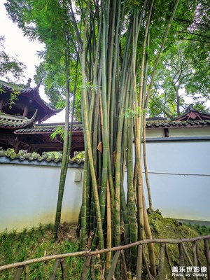 【時光靜好】+合抱之木