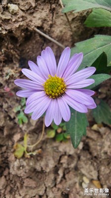 【新年快樂】+老家隨拍