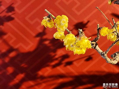 【時(shí)光靜好】梅展迎春