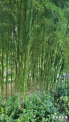 竹林