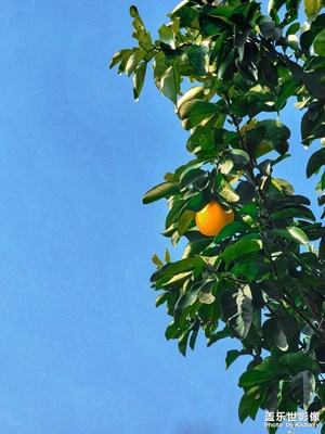 【鬧元宵】春游好風(fēng)光