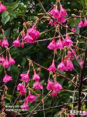 東風(fēng)夜放花千樹(shù)