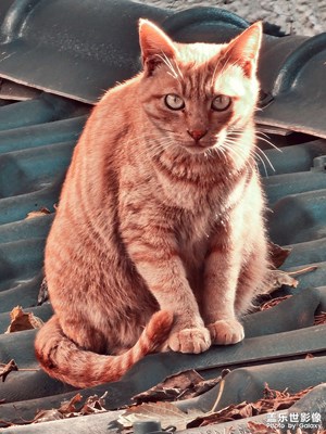 星攝-實(shí)力長焦