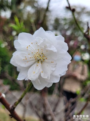 【靜美時分】靜花6