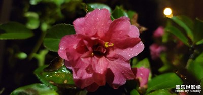 日常隨拍之（春雨花）