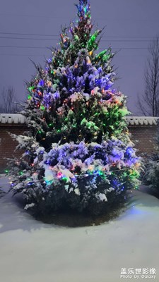 【靜美時(shí)分】雪松