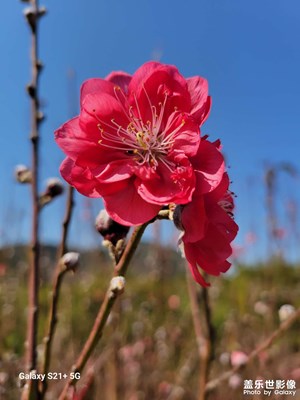 花開(kāi)不敗，清香自來(lái)