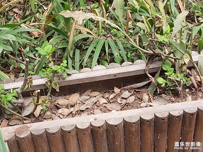 【靜美時(shí)分】+ 綠植