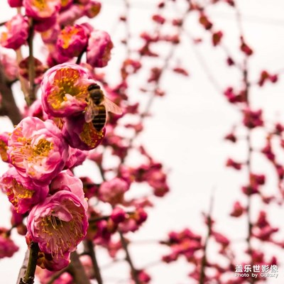 【靜美時分】+遇見初春