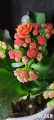 春天來了，繁花似錦