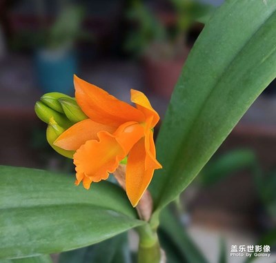 【碎片日常】蘭花隨拍