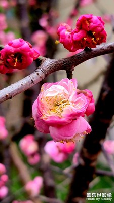 【碎片日?！? 整活兒了