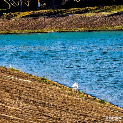 【碎片日?！? 春江水暖