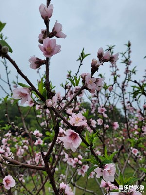 【清淺時光】叢花