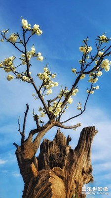 【清淺時(shí)光】+ 梅花盛開(kāi)