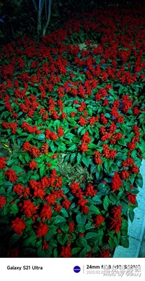 安裝了谷歌相機今日體驗