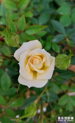 【清淺時(shí)光】黃色月季