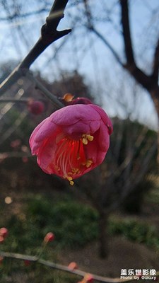 北方的春天來(lái)了