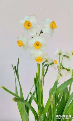 【清淺時(shí)光】水仙花